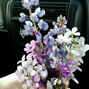 Meet your Posher, Morgan